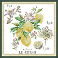Joy Sunday Cross Stitch Legend - Lemon HD Pattern