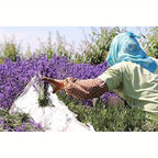 Bulk 540g Bag Of Premium Dried Lavender Flowers