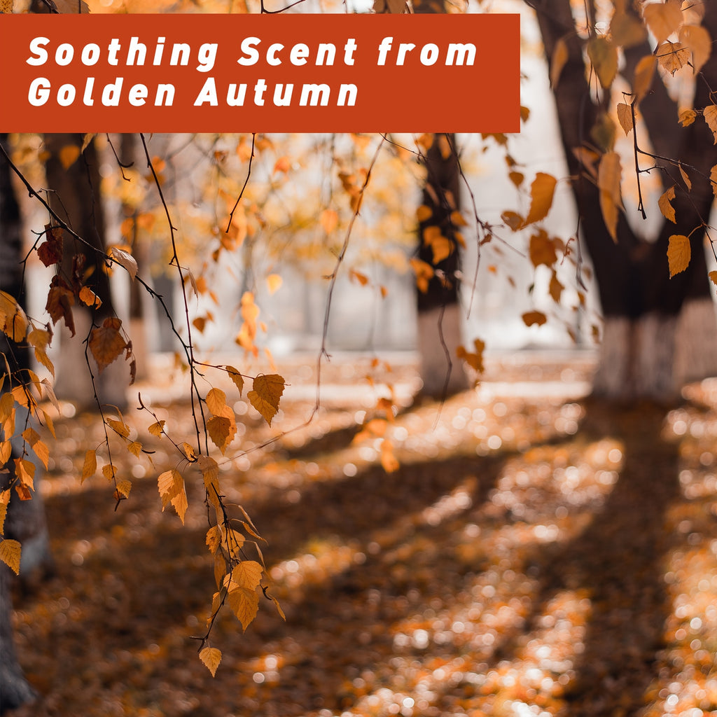 6x0.34oz Autumn Fragrance Oil