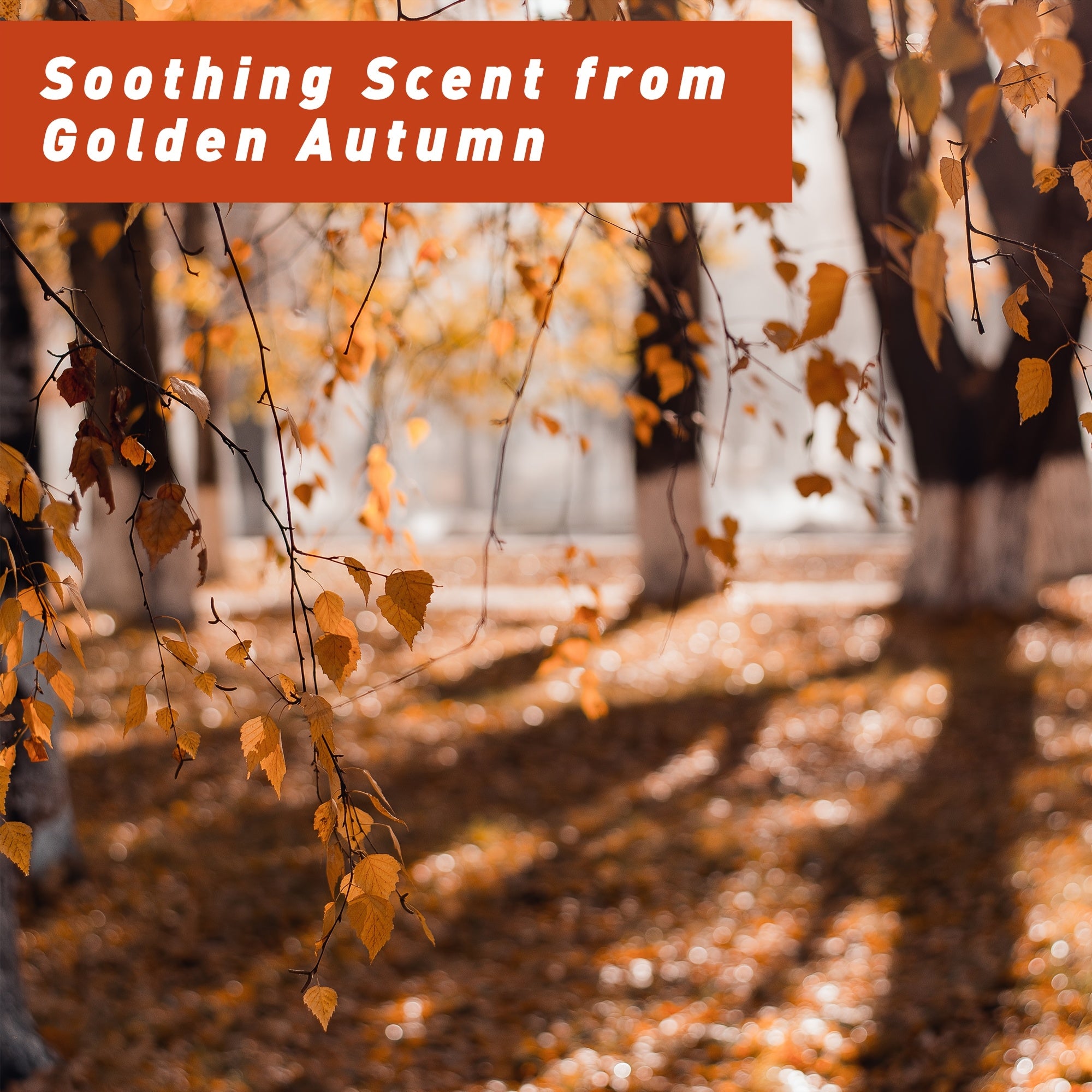 6x0.34oz Autumn Fragrance Oil